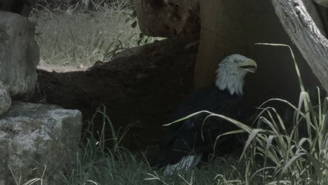 A-profile-view-of-a-bald-eagle-standing-on-the-ground-with-an-open-beak