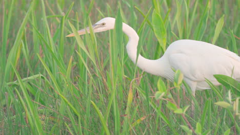 Weißer-Reiher,-Der-In-Everglades-Swamp-Slough-Marsh-Sumpfgebieten-Geht-Und-Beute-Jagt