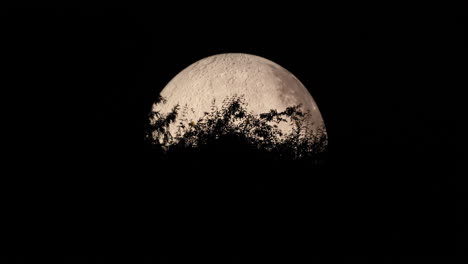 Zoom-in-detail-of-the-moon-captured-with-moving-tree-tops-close-up-zoom-view-with-all-the-detail-on-the-lunar-landscape-using-Lunalon-captured-in-4k-resolution