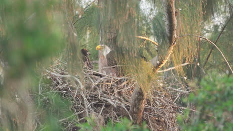 bald-eagle-feeding-baby-chicks-in-nest-up-in-tree-branch-3