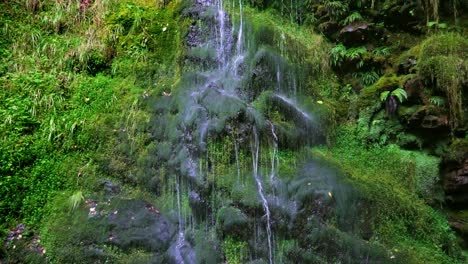 A-small-stream-falls-over-a-mossy-cliff-in-a-shady-forest
