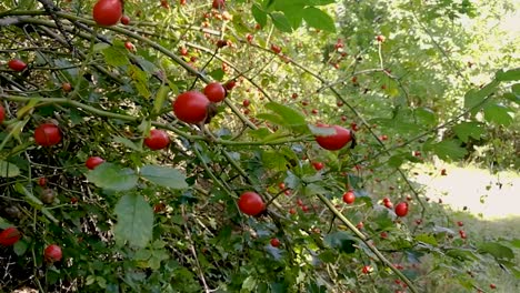 Healthy-red-rose-hips-gently-moving-in-the-breeze-on-a-late-summer-day