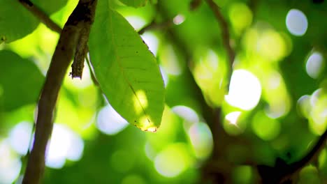 4K-panning-shot-of-green-leaves-on-a-tree-with-a-focus-pull-to-a-branch-on-a-sunny-summer-day