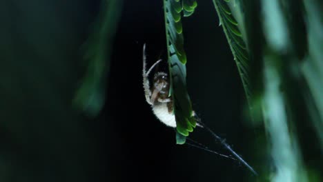 Orb-Weaver-Spider-Sitting-on-Leaf-Crouched-Position-Night-Shot-Macro-Close-Up