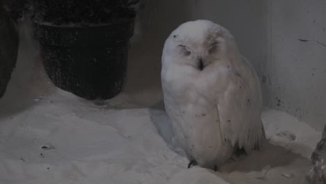 A-completely-white-Snowy-Owl-sits-on-the-ground-in-front-of-a-pot-with-its-eyes-closed