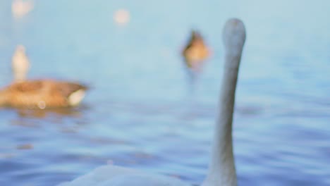 4K-Slow-Motion-close-up-of-a-swimming-swan-looking-into-the-camera-and-turning-its-head-with-ducks-in-the-background