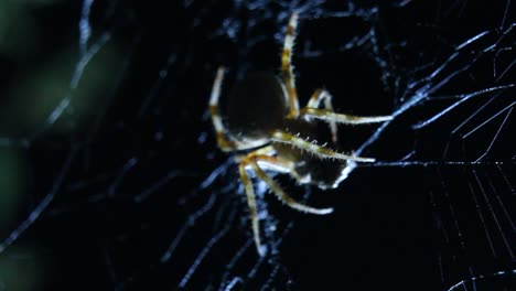 Orb-Weaver-Spider-Eating-Prey-in-Web-Close-Up-Shot-Night-Back-Light-Macro