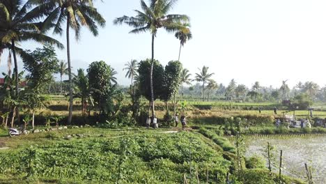 AERIAL-4K-Slow-Pan-Of-Rice-Workers-in-Field,-Lombok-Indonesia