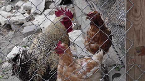 Hens-and-rooster-closed-on-the-catwalk,-in-hen-house