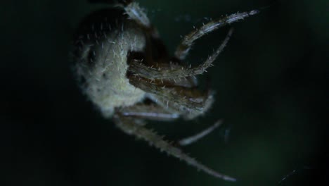 Orb-Weaver-Spider-Nahaufnahme-Makro-Nachtaufnahme