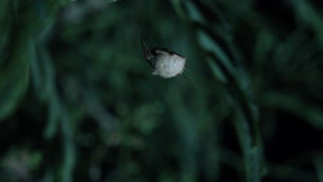 Orb-Weaver-Spider-Bouncing-on-Web-in-the-Wind-Crouched-Position-and-Runs-Away