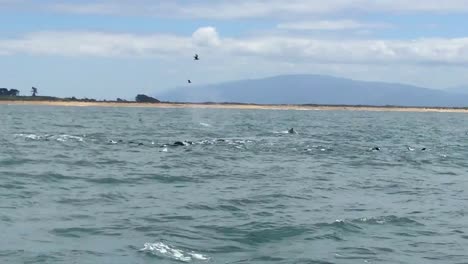 Humpback-whale-activities-in-Monterey,-California