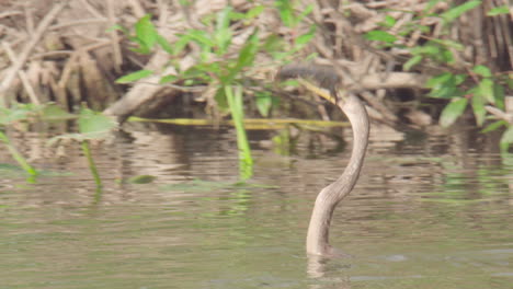 Anhinga-Fängt-Und-Speert-Fische-Im-Wasser-In-Everglades-Swamp-Marsh-Slough-Feuchtgebiet