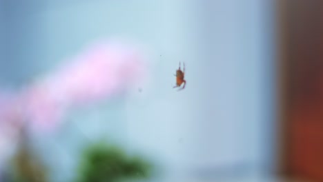 4K-Slow-motion-shot-of-a-spider-hanging-in-its-web