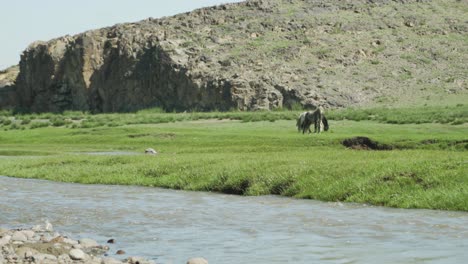 Static-Shot-Of-Horses-Grazing-By-Small-Rocky-Stream-In-Mongolian-Countryside
