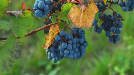 A-view-of-a-bunch-of-ripe-grapes-with-fern-leaves-on-a-sunny-day-moving-in-strong-wind-before-harvesting-and-preparing-wine-in-the-South-Moravia-region-captured-at-4K-60fps