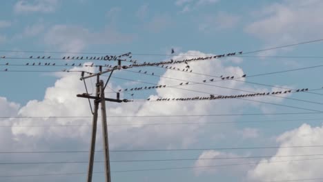 Muchos-Pájaros-Se-Sientan-En-Cables-De-Alto-Voltaje