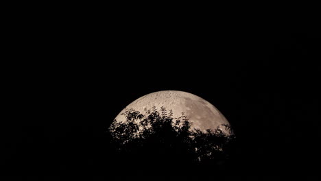 The-peak-of-moons-moon-captured-with-treetops-at-closeup,-close-up-view-during-night,-and-Lunalon-construction-with-detailed-moon-landscape-captured-in-4k
