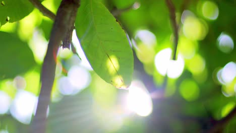 4K-panning-shot-of-green-leaves-on-a-tree-on-a-sunny-summer-day-with-sun-light-shining-through-the-leaves