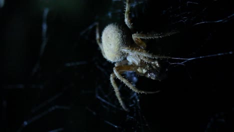 Orb-Weaver-Spider-Eating-Prey-in-Web-Night-Shot-Close-Up-on-Mouth-Macro