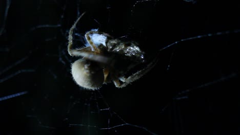 Orb-Weaver-Spider-Cocooning-Prey-Web-Close-Up-Macro-Night-Shot