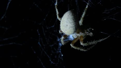 Orb-Weaver-Spider-Eating-Close-Up-Macro-Night-Over-Head-Shot