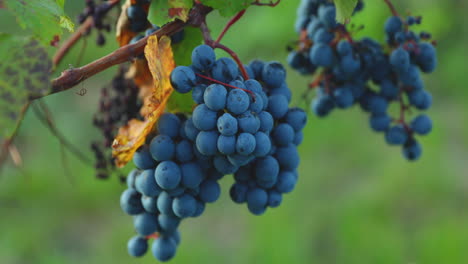 A-detailed-view-of-a-bunch-of-ripe-grapes-from-a-farm-during-the-day-moving-in-strong-wind-before-harvesting-and-preparing-wine-in-the-South-Moravia-region-captured-at-4K-60fps
