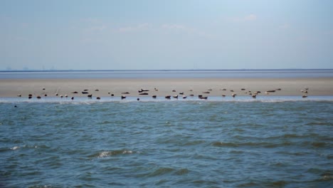 Viele-Robben-Und-Seelöwen-Auf-Einer-Sandbank-Im-Wattenmeer-In-Deutschland
