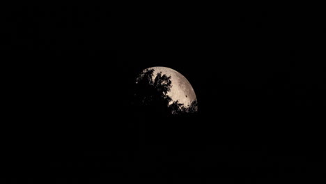 Zoom-out-detail-on-the-side-of-the-moon-captured-with-moving-tree-tops-close-up-zoom-view-with-all-the-detail-on-the-lunar-landscape-using-Lunalon-captured-in-4k-resolution