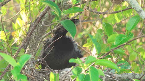 anhinga-parent-in-nest-with-baby-chick