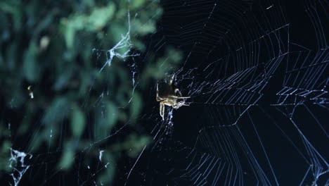 Orb-Weaver-Spider-in-Web-Wide-Shot-Night-Back-Light