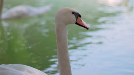 4K-Slow-Motion-close-up-of-a-swimming-swan-looking-into-the-camera-and-turning-its-head-with-another-swan-in-the-background
