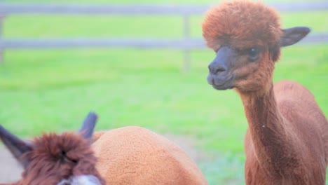 4K-slow-motion-close-up-of-a-group-of-alpacas-chewing-and-couriously-looking-around,-with-green-fields-and-a-wooden-fence-in-the-blurred-background