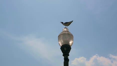 Seagull-on-top-of-a-lamp-post-on-a-bright-sunny-day-with-blue-skies