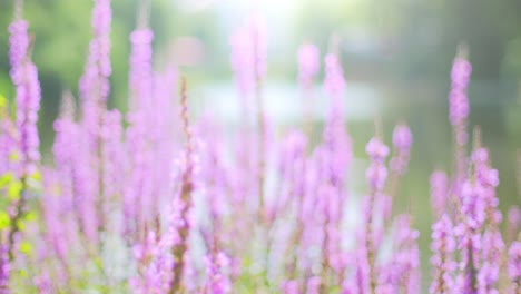 Beautiful-bed-of-purple-loosetrife-flowers-with-a-pond-in-the-blurred-background-in-a-park-in-summer