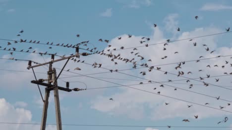 Muchos-Pájaros-Están-Sentados-En-Cables-De-Alto-Voltaje
