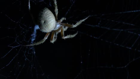 Orb-Weaver-Spider-Eating-Close-Up-Macro-Night-Shot
