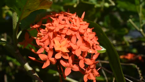 Rote-Orangefarbene-Blume-Namens-Ixora-Coccinea,-Die-In-Südasien-Für-Die-Medizin-Verwendet-Wird