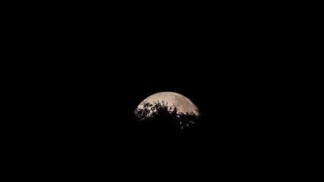 Peak-of-moon's-moon-captured-with-treetops-at-closeup-close-up-view-during-night-zoom-out-moon,-and-Lunalon-construction-with-detailed-moon-landscape-captured-in-4k