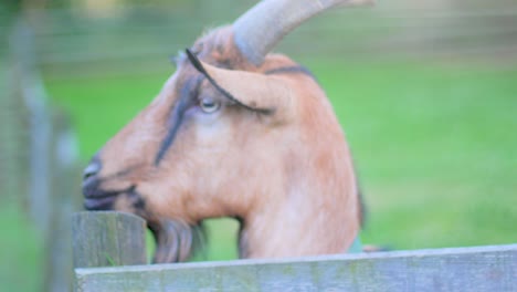 4K-Slow-Motion-close-up-of-a-goat-standing-on-a-fence-and-looking-curiously-around-with-a-blurred-green-background-and-soft-lightning