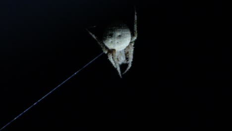 Orb-Weaver-Spinne-Einzelstrang-Netz-Sichtbar-Nachtaufnahme-Makro-Nahaufnahme