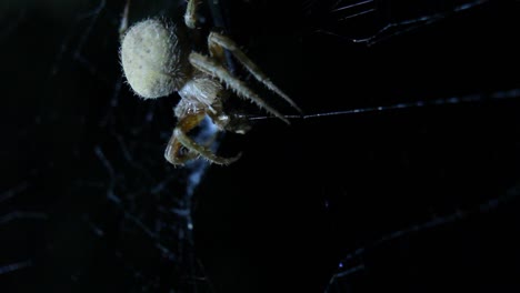 Araña-Tejedora-Orb-Comiendo-De-Cerca-Directamente-En-Macro-Night-Shot