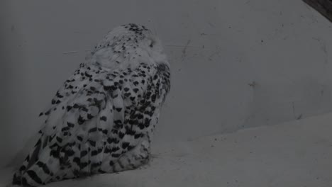 Speckled-snowy-owl-stands-in-front-of-a-white-wall-and-checks-its-surroundings