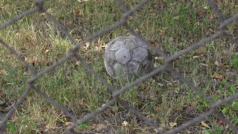 Destroyed-football,-lies-alone-on-the-grass