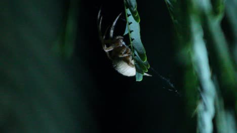 Orb-Weaver-Spider-Sitting-on-Leaf-Night-Shot-Macro-Close-Up