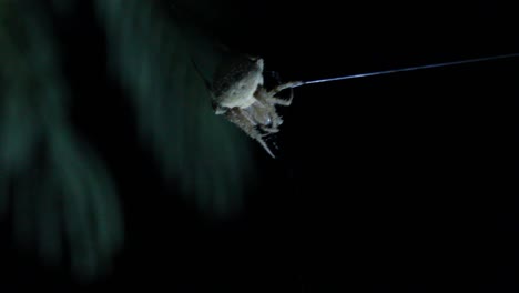 Orb-Weaver-Spider-Bouncing-on-Single-Strand-of-Web-in-the-Wind-Night-Shot