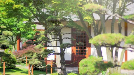 Pinos-Japoneses-Con-Una-Casa-De-Té-Detrás-En-Un-Jardín
