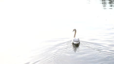 Swan-swimming-in-calm-lake,-water-reflecting-bright-overcast-sky,-slow-motion