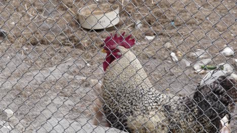 Hens-and-rooster-closed-on-the-catwalk,-in-hen-house
