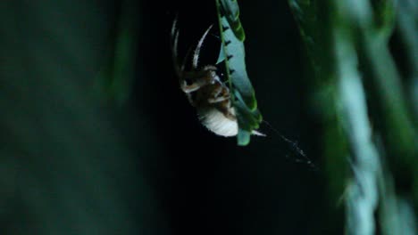 Orb-Weaver-Spider-Sitting-on-Leaf-Crouches-Down-in-Wind-Night-Shot-Macro-Close-Up